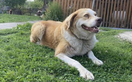 Stattliche Hündin Tijara mit freundlichem Wesen