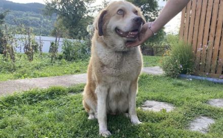 Stattliche Hündin Tijara mit freundlichem Wesen