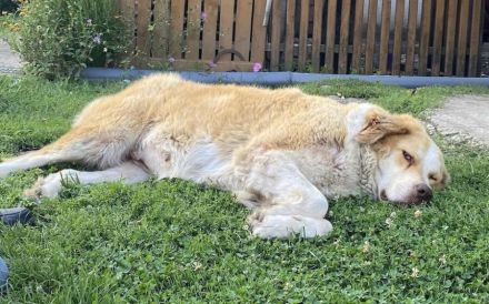 Stattliche Hündin Tijara mit freundlichem Wesen