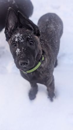 Malinois/ Holländischer Schäferhund Welpen