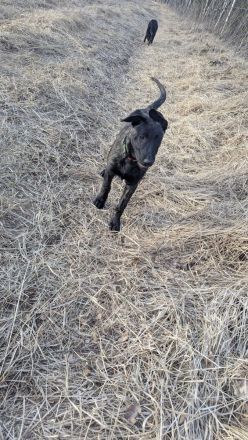 Malinois/ Holländischer Schäferhund Welpen