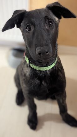 Malinois/ Holländischer Schäferhund Welpen