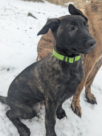 Malinois/ Holländischer Schäferhund Welpen