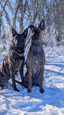 Malinois/ Holländischer Schäferhund Welpen