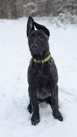 Malinois/ Holländischer Schäferhund Welpen
