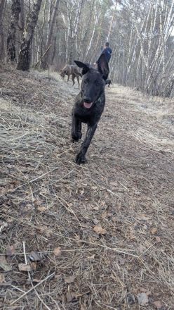 Malinois/ Holländischer Schäferhund Welpen