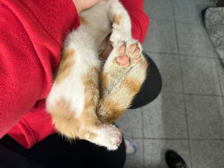 Kuschelschnütchen Felix