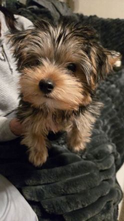 Yorkshire Terrier Rüde 29.09.2025