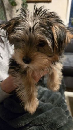 Yorkshire Terrier Rüde 29.09.2025