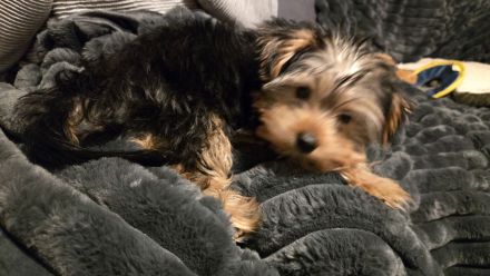Yorkshire Terrier Rüde 29.09.2025