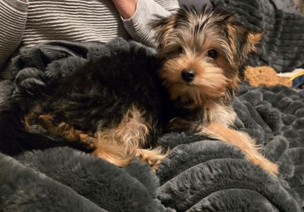 Yorkshire Terrier Rüde 29.09.2025
