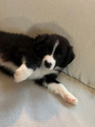 Border collie/shepard welpen