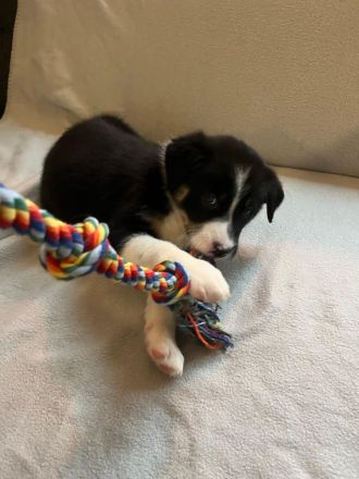 Border collie/shepard welpen