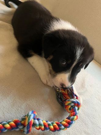 Border collie/shepard welpen