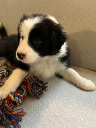Border collie/shepard welpen