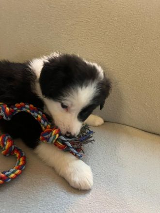 Border collie/shepard welpen