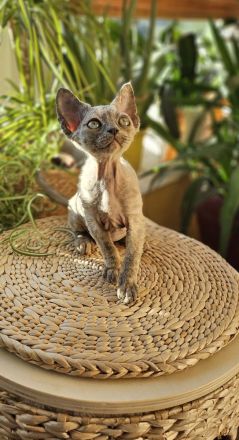 Devon rex Mädchen mit Stammbaum