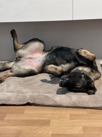 Leika sucht ihr für immer zuhause, dringend!!