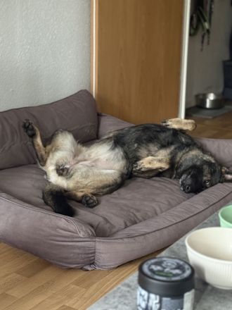 Leika sucht ihr für immer zuhause, dringend!!