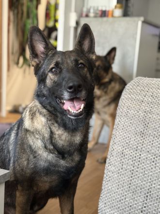 Leika sucht ihr für immer zuhause, dringend!!