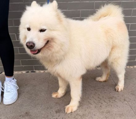 Samojedenhündin Ajoscha