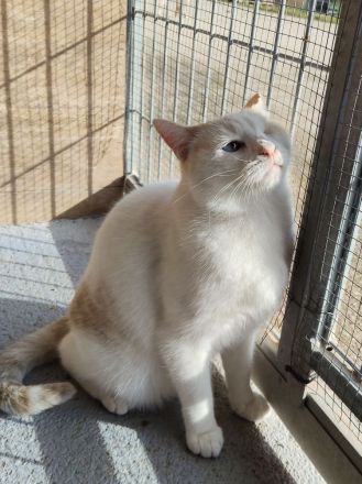 Schmusekater One hätte sooo gern ein kuschliges Zuhause