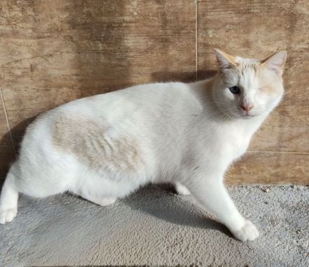 Schmusekater One hätte sooo gern ein kuschliges Zuhause