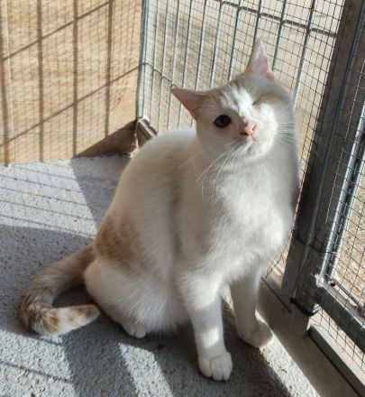 Schmusekater One hätte sooo gern ein kuschliges Zuhause