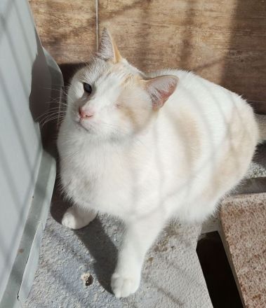 Schmusekater One hätte sooo gern ein kuschliges Zuhause