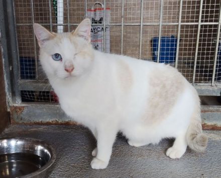 Schmusekater One hätte sooo gern ein kuschliges Zuhause