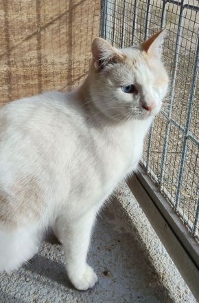 Schmusekater One hätte sooo gern ein kuschliges Zuhause