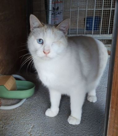 Schmusekater One hätte sooo gern ein kuschliges Zuhause