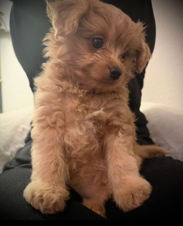 Traumhaft schöne Pomapoo Babys