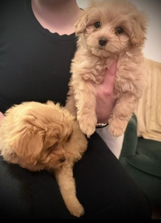 Traumhaft schöne Pomapoo Babys