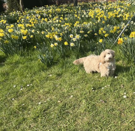 Maltipoo Welpe (Hündin) Beige