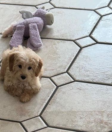 Maltipoo Welpe (Hündin) Beige