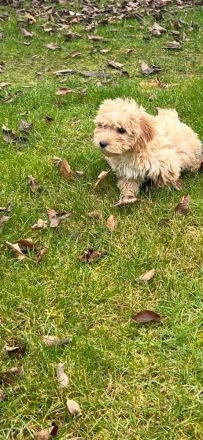Maltipoo Welpe (Hündin) Beige