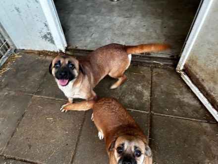 Yuki ( RESERVIERT ) und Honey ( ist auf einer Pflegestelle in 42699 Solingen NRW