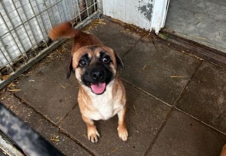 Yuki ( RESERVIERT ) und Honey ( ist auf einer Pflegestelle in 42699 Solingen NRW