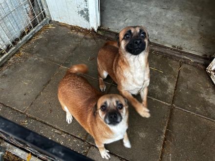 Yuki ( RESERVIERT ) und Honey ( ist auf einer Pflegestelle in 42699 Solingen NRW