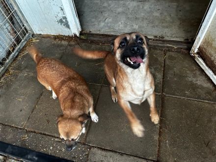 Yuki ( RESERVIERT ) und Honey ( ist auf einer Pflegestelle in 42699 Solingen NRW