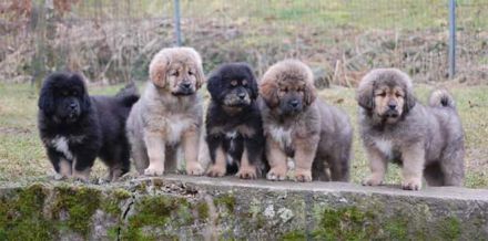 Do-khyi Tibet Dogge Welpen zvk.