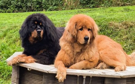 Do-khyi Tibet Dogge Welpen zvk.