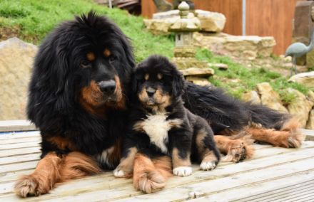 Do-khyi Tibet Dogge Welpen zvk.