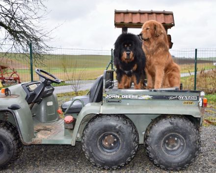 Do-khyi Tibet Dogge Welpen zvk.