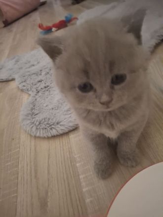 Kartäuser BKH Kitten