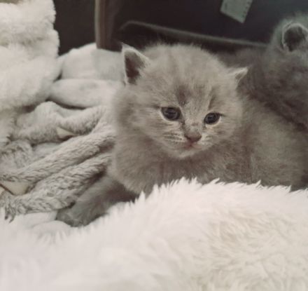 Kartäuser BKH Kitten