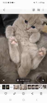 Kartäuser BKH Kitten