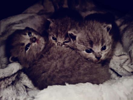 Kartäuser BKH Kitten