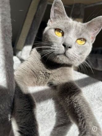 Kartäuser BKH Kitten